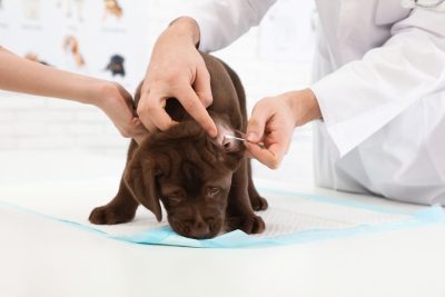 pharmacist cleaning the ears of a dog